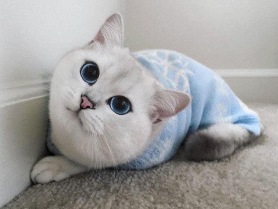 Коби кот