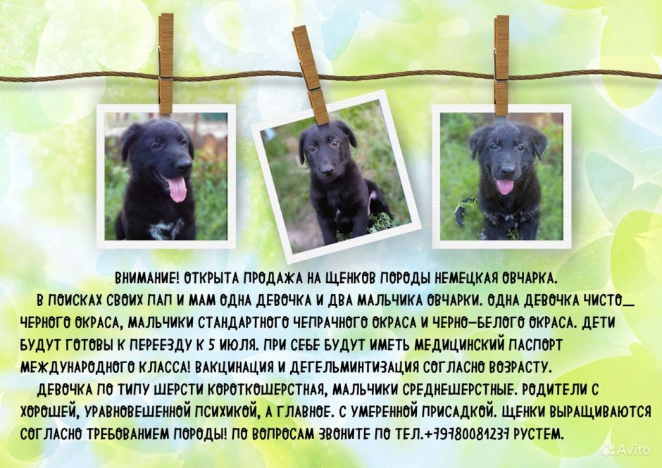 Черная овчарка