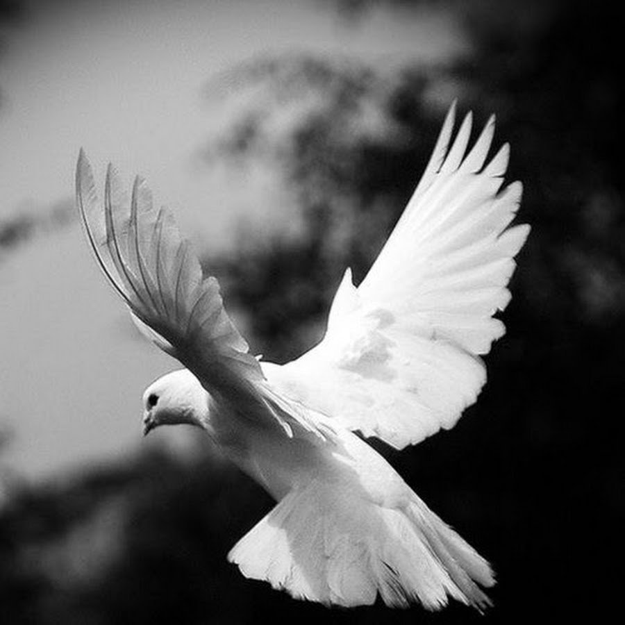 Птицы в городе