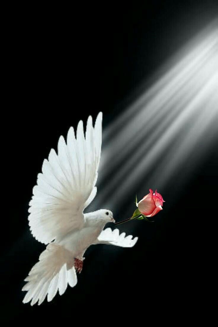 Голуби обои