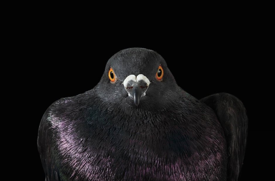 Черногребенчатый голубь