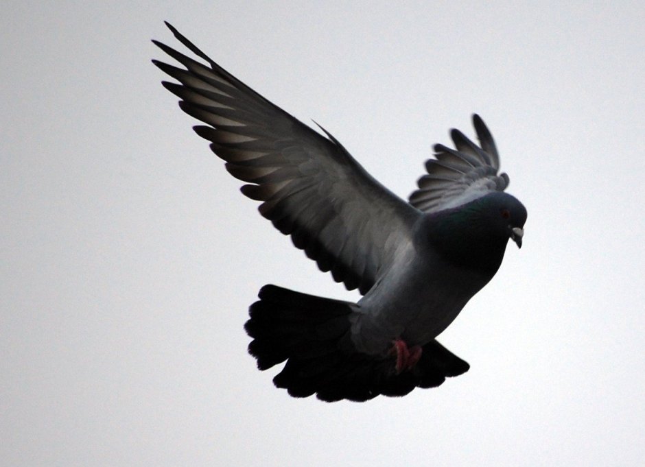 Голубь взлетает