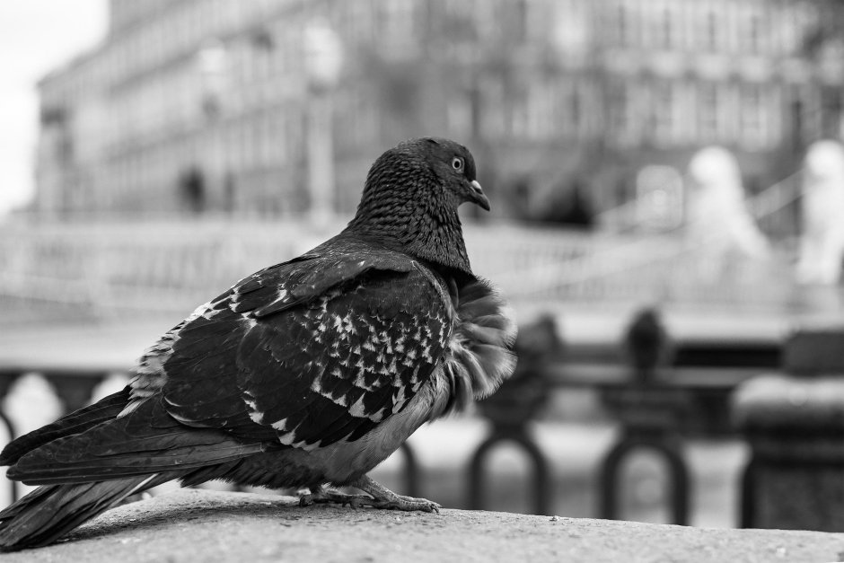 Черный голубь
