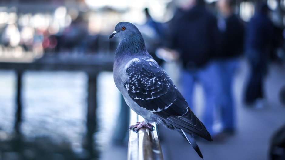 Черногребенчатый голубь