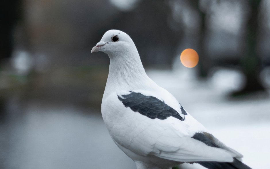 Птица крупнее голубя черная с красными полосками