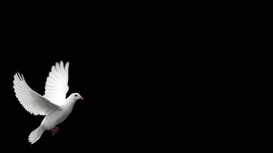 Голубь монах Турман