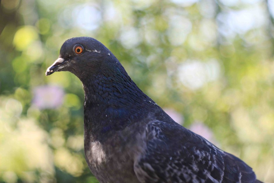 Голуби московские монахи