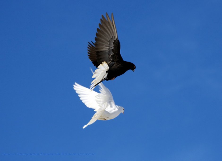 Голубь черно белый