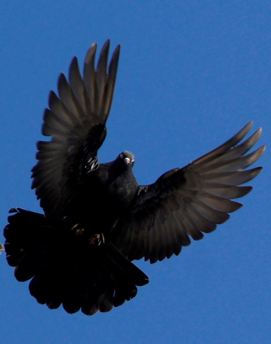 Голуби Турманы черные