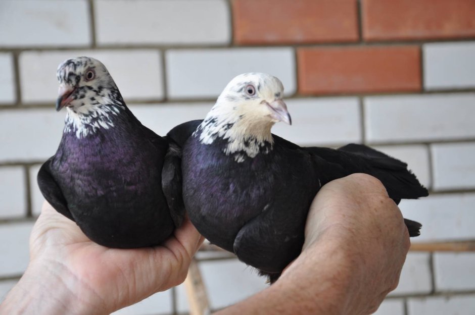 Черный голубь