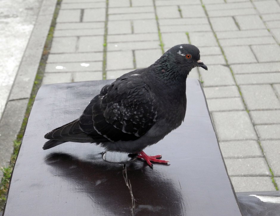 Черногребенчатый голубь