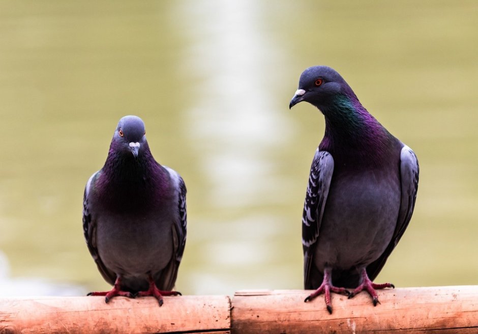 Ручной голубь