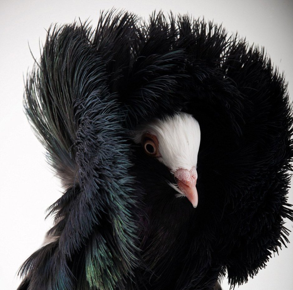 Голуби породы Каплан