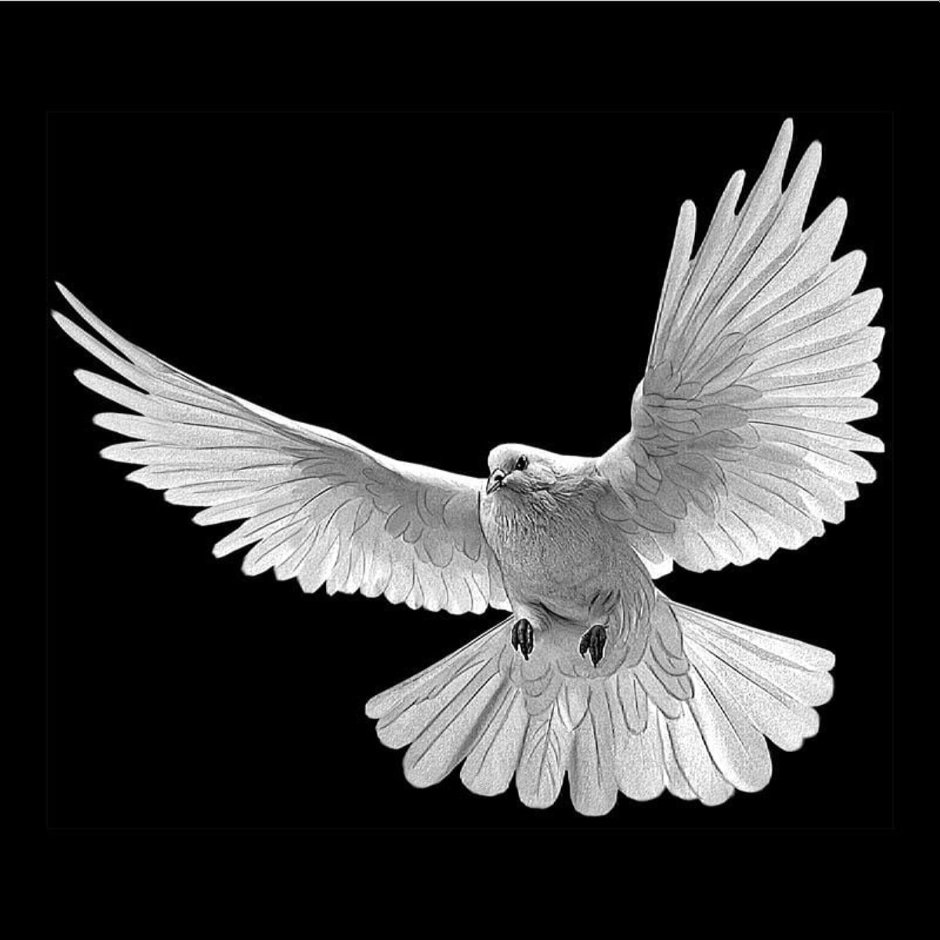 Голубь черно белый