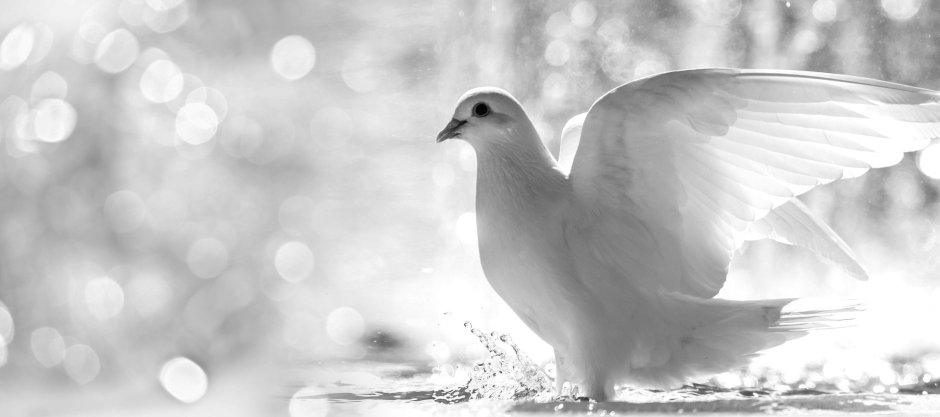 Голубь черно белый порода