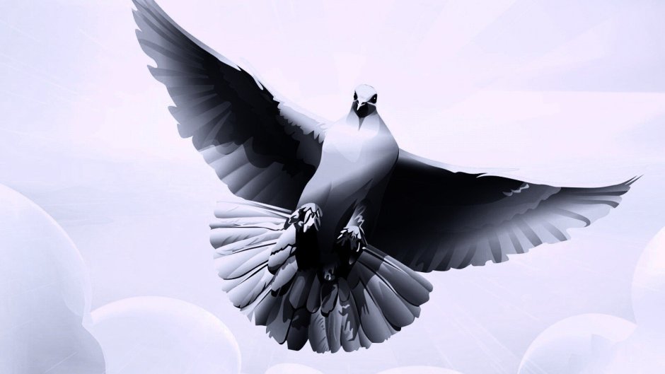 Кофейный Турман голубь