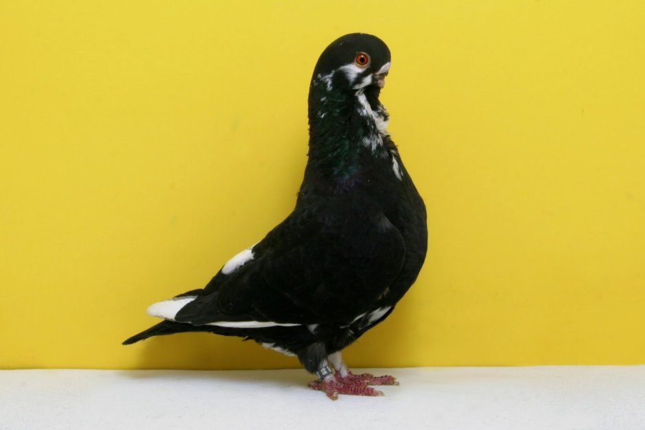 Белый голубь в полете