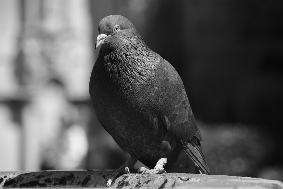 Черно голубь