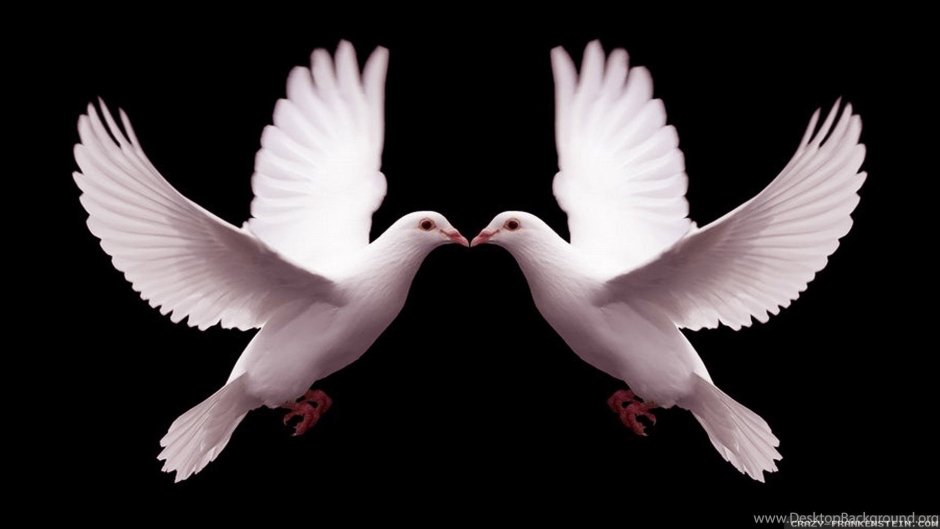 Крыло голубя