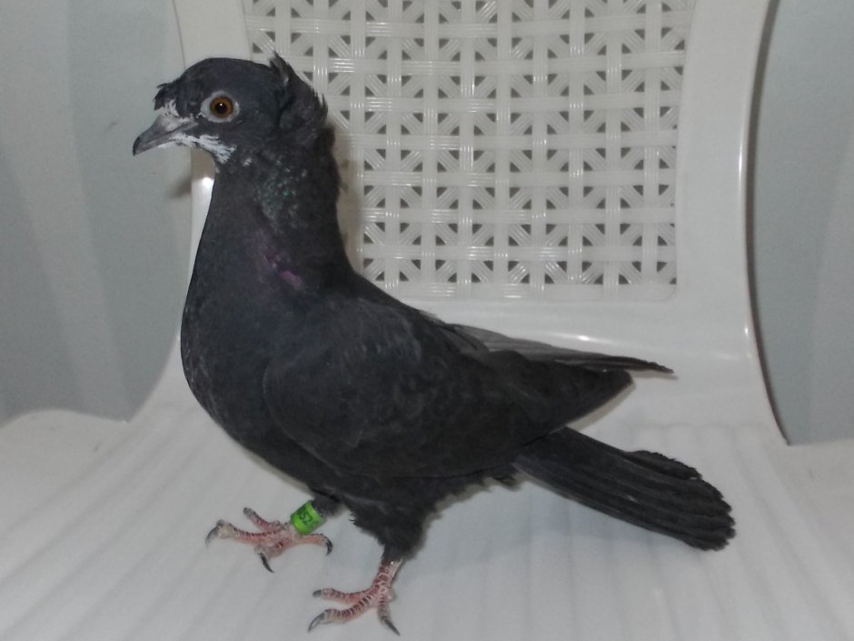 Голуби породы якобины