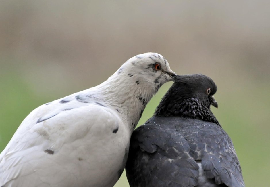 Белый голубь