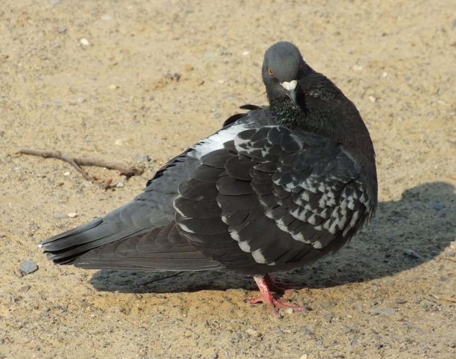 Палома белый голубь