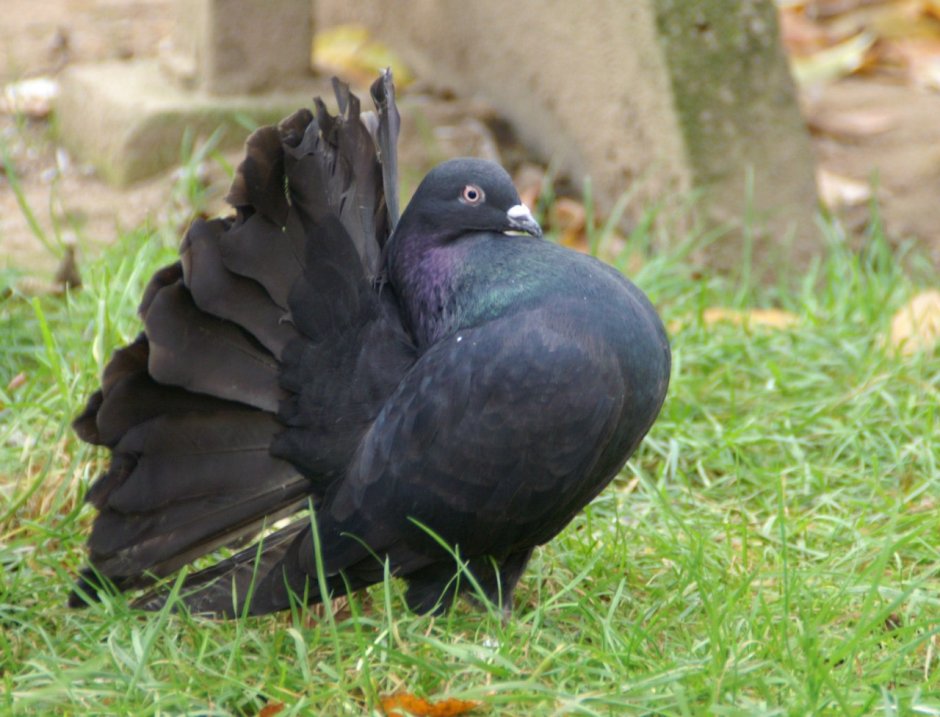 Королевский Павлин голубь