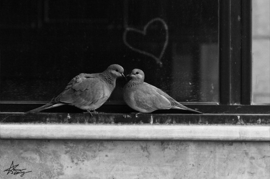 Черный голубь