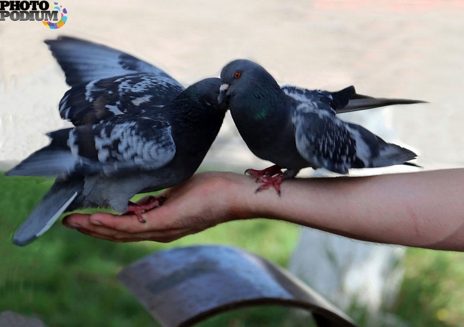 Черные птицы на белом фоне