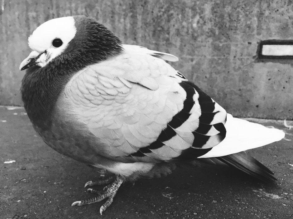 Птицы на черном фоне