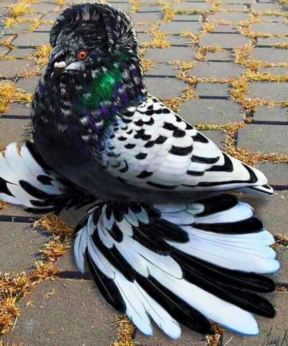 Горные голуби птица