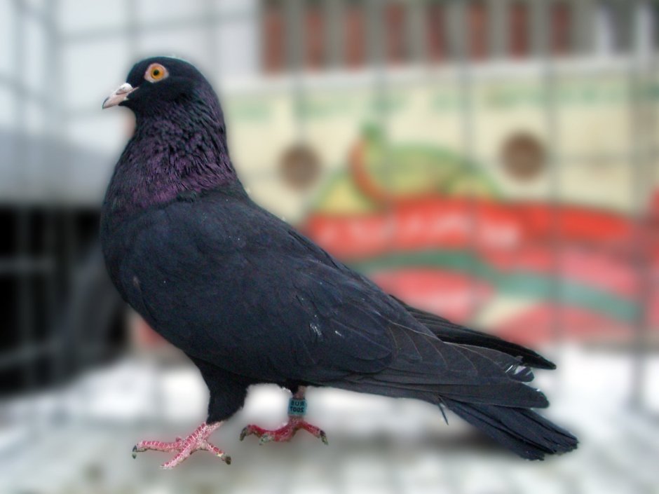 Голуби сиреневые