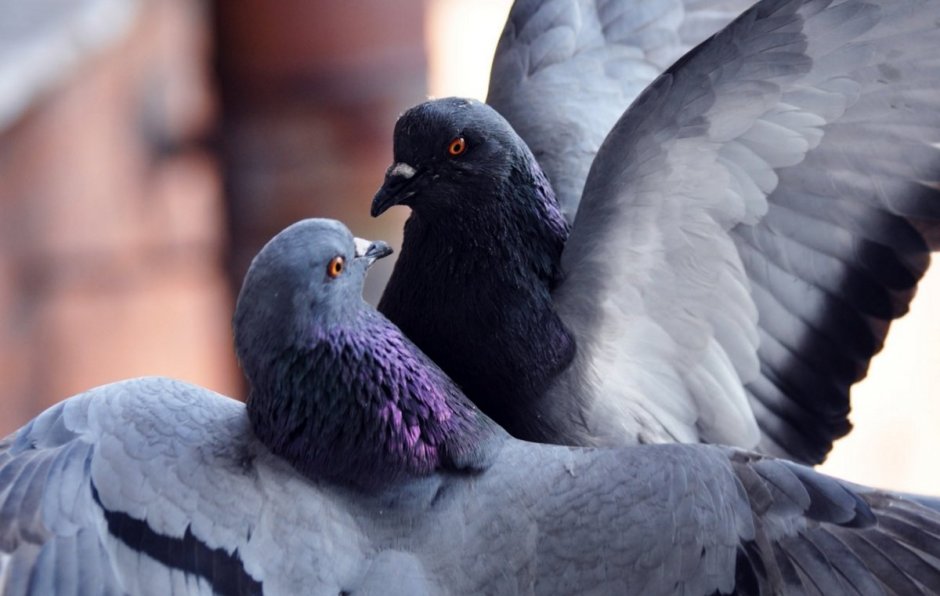 Съедобные голуби