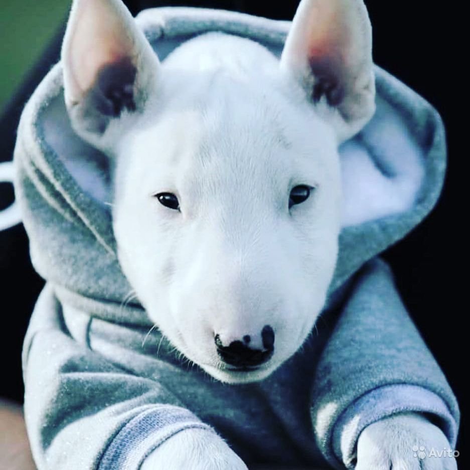 Бультерьер чистокровный