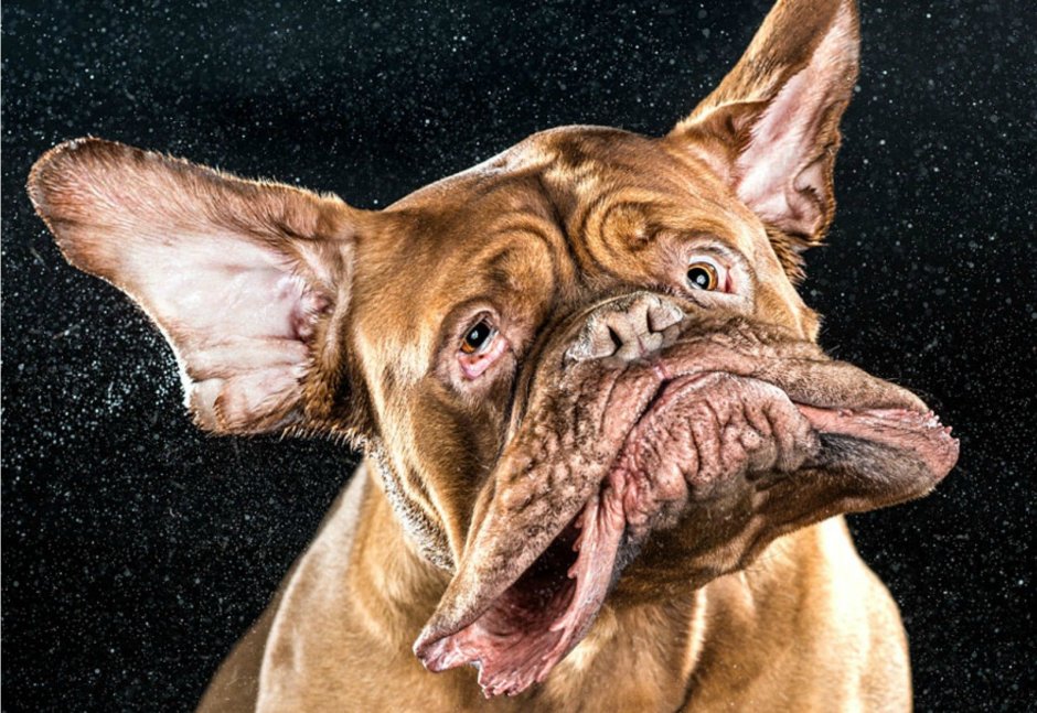 Смешные собаки