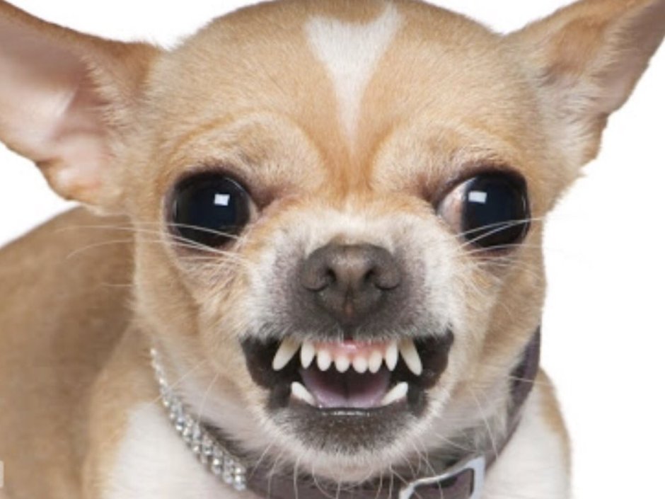 Чихуахуа карманная бесшерстная