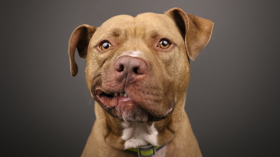 Питбуль Пинат