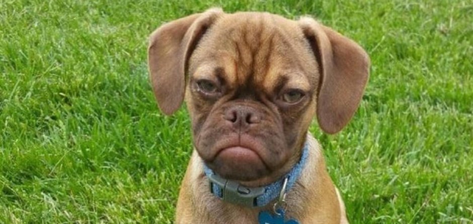 Недовольная собака