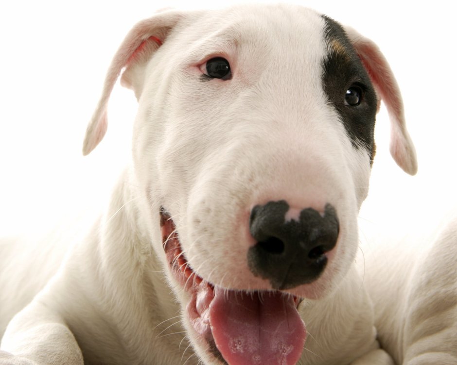 Бультерьер обои