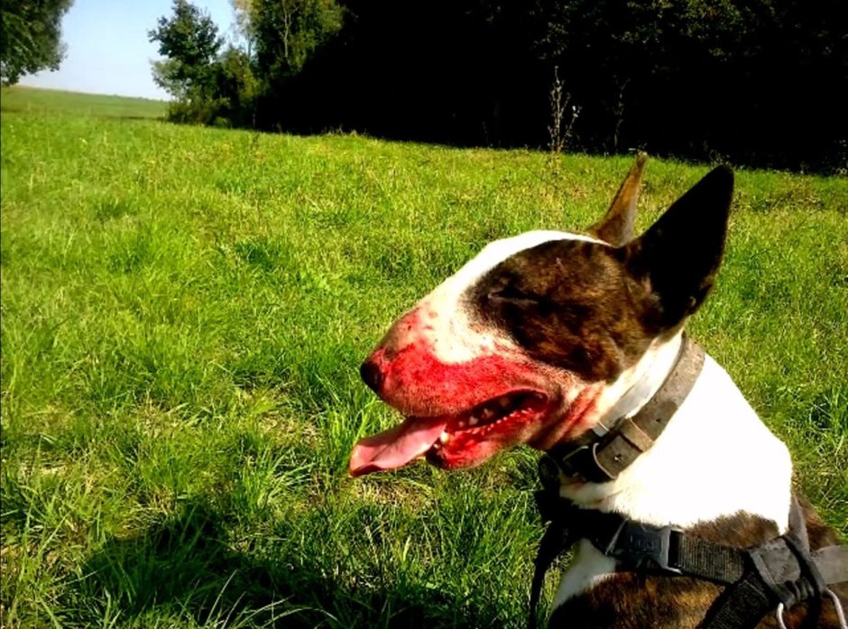 Бультерьер злой Бойцовский