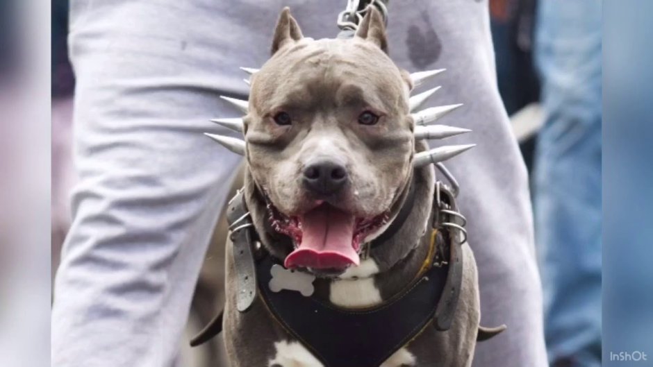 Американский стаффордширский терьер нападение