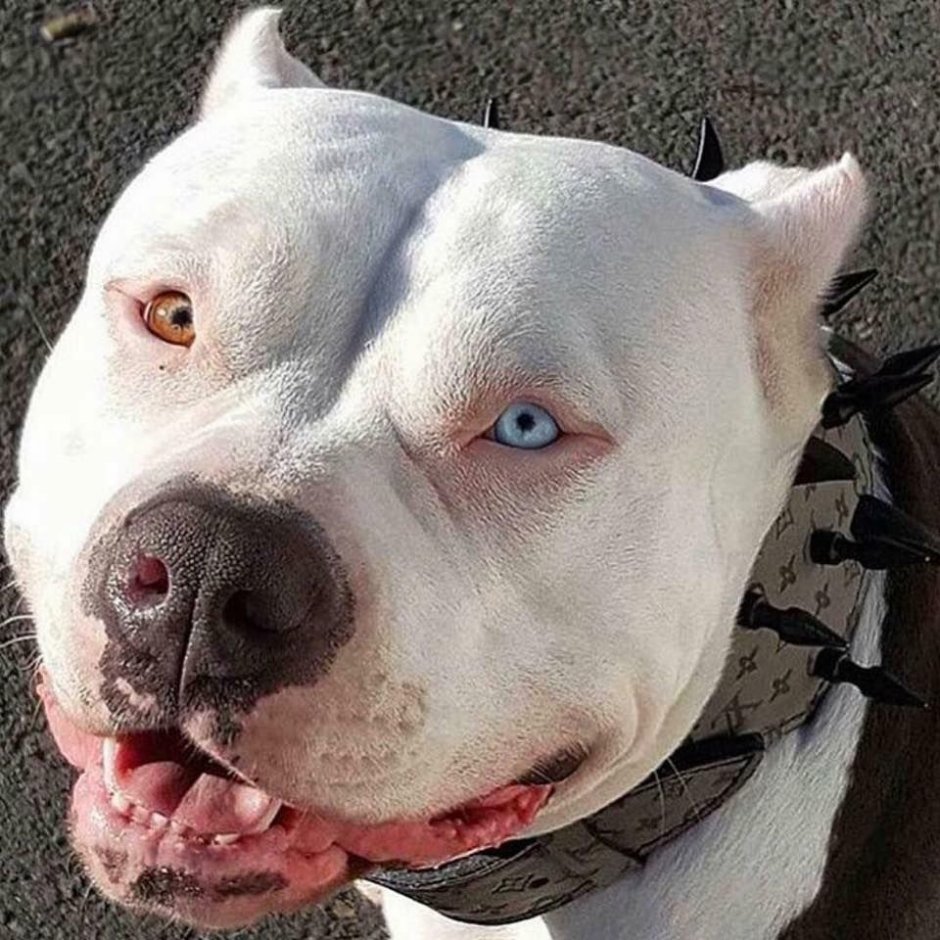 Американский бульдог Бойцовский