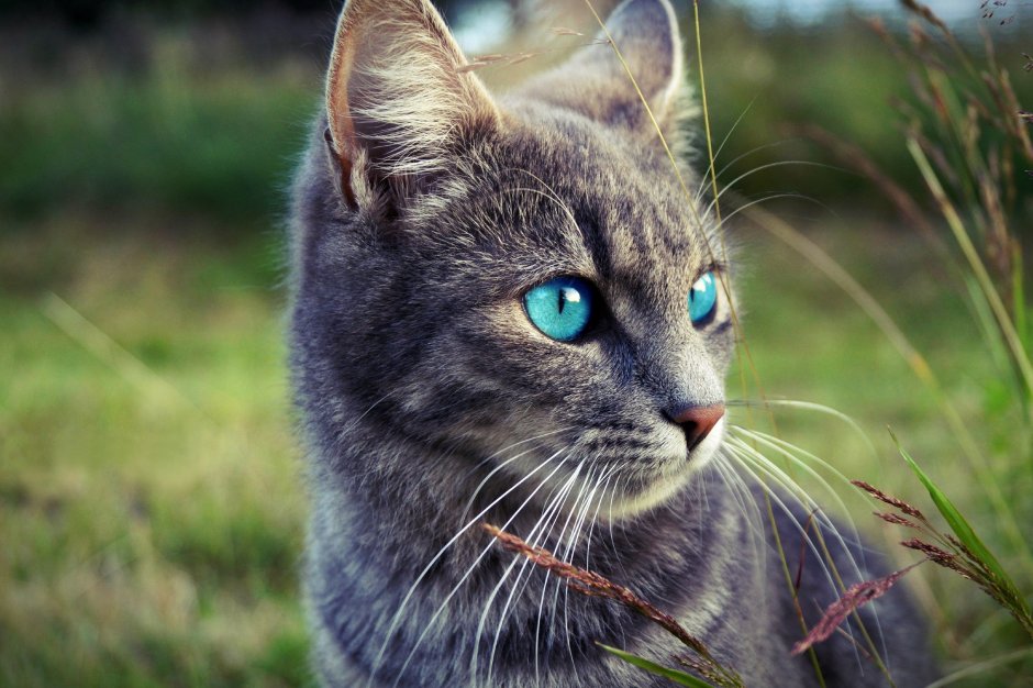 Сиамская вислоухая кошка