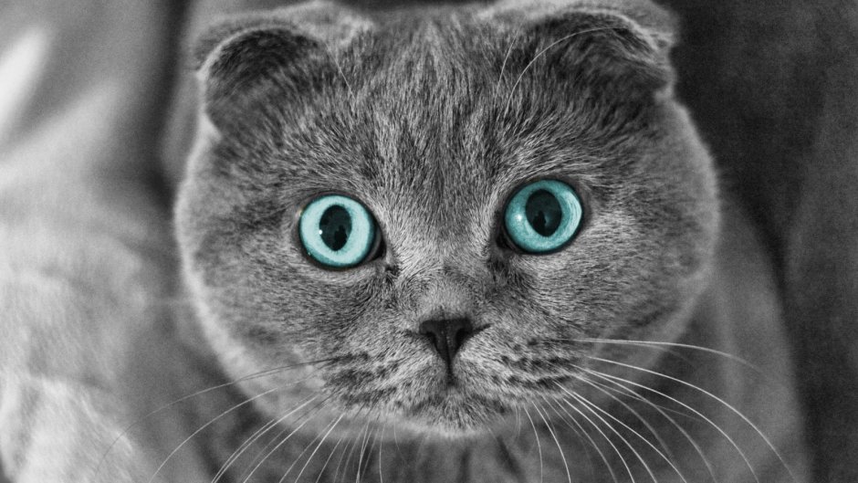 Шотландский вислоухий кот