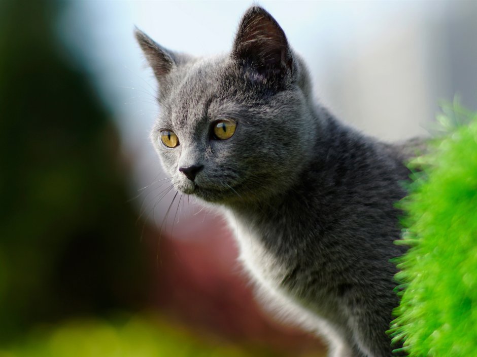 Британский вислоухий кот голубоглазый