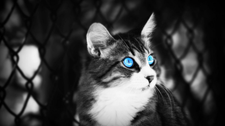 Коты Воители Воробей