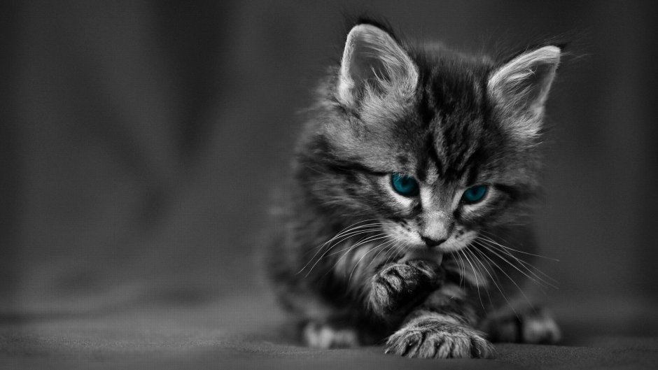 Русская голубая кошка