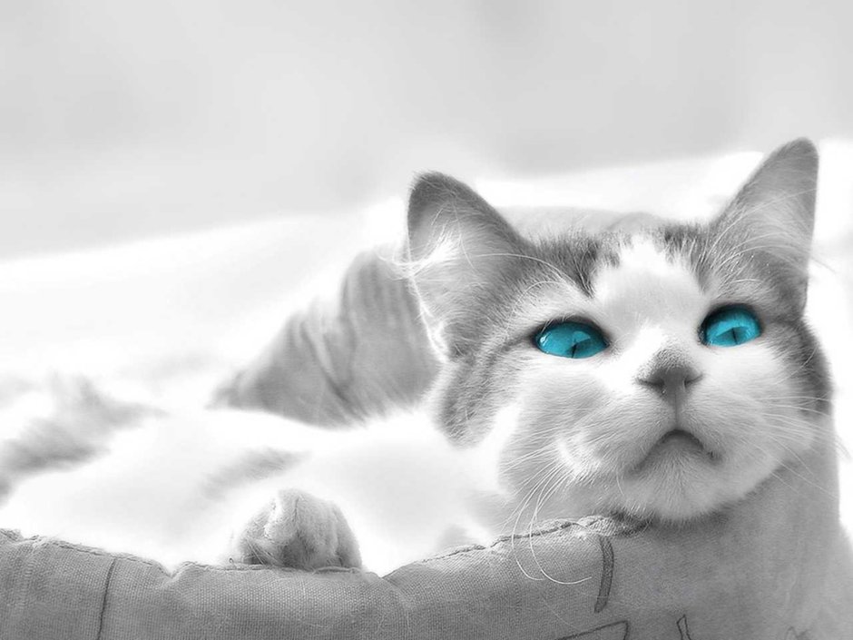 Серый окрас кошки