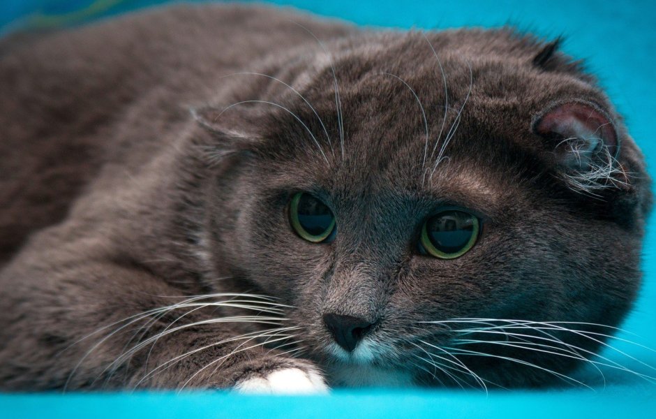 Кошка с голубыми глазами