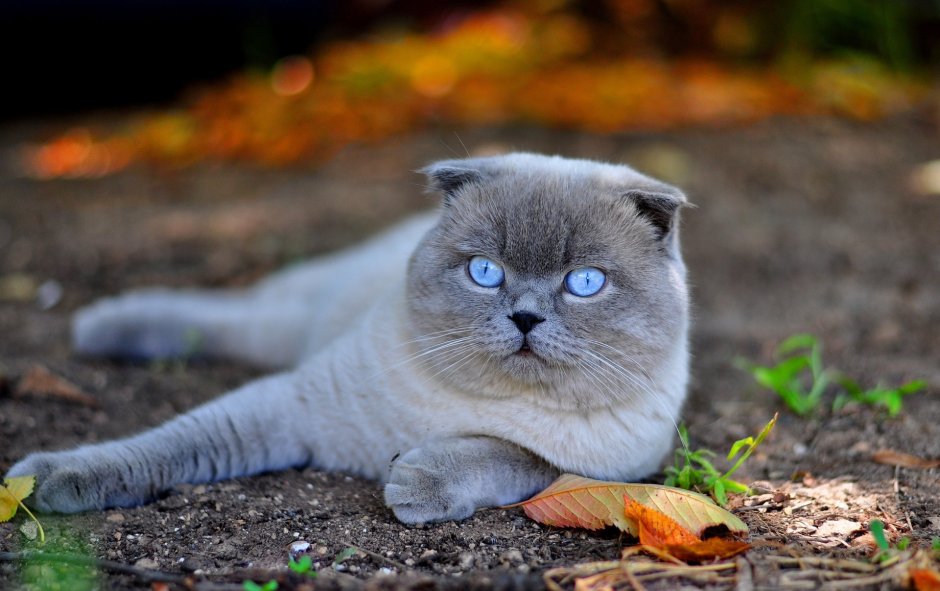Красивые обои с котом